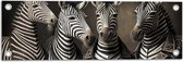 Tuinposter – Familie Zebra's met Verschillende Hoeden - 60x20 cm Foto op Tuinposter (wanddecoratie voor buiten en binnen)