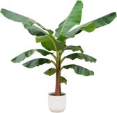 Green Bubble - Bananenplant (Musa) inclusief elho Vibes Fold Round wit Ø30 - 150cm