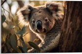 Acrylglas - Nieuwsgierige Koala Vanachter Dikke Boom - 60x40 cm Foto op Acrylglas (Wanddecoratie op Acrylaat)