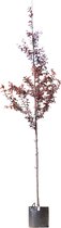 Puperbladige sierpruim Prunus cerasifera Nigra h 350 cm st. omtrek...