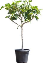 2 stuks! Vijgenboom 10/12 cm Ficus carica 137,5 cm boom
