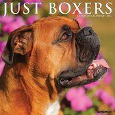 Just Boxers 2024 12 X 12 Wall Calendar