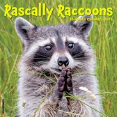 Rascally Raccoons 2024 12 X 12 Wall Calendar