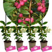 Set Van 4 ‘Pink Lemonade’- Vaccinium Corymbosum, Roze Blauwe Bes – Hoogte 25cm - 9cm pot