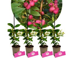 Set Van 4 ‘Pink Lemonade’- Vaccinium Corymbosum, Roze Blauwe Bes – Hoogte 25cm - 9cm pot