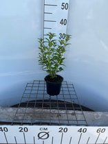 3 stuks | Deutzia gracilis C1.3 30-40 cm - Bladverliezend - Bloeiende plant - Geschikt als lage haag - Informele haag