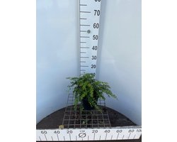 Berberis frikartii 'Amstelveen' C3 30-40 cm - Bloeiende plant - Inbraakwerend - Langzame groeier - Wintergroen