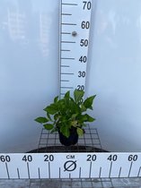 5 stuks | Hydrangea macrophylla 'Mariesii Perfecta' C2 25-30 cm