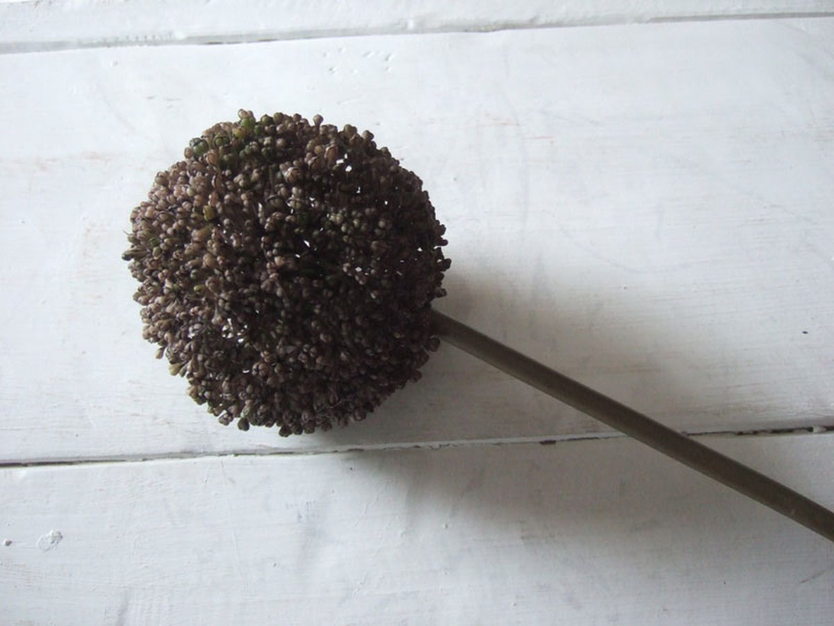 Allium bol