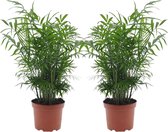 Plant in a Box - Chamaedorea elegans - Mexicaanse dwergpalm - Compact groeiende groene palm - Set van 2 -Pot 17cm - Hoogte 50-60cm