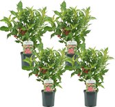 Plant in a Box - Weigela Red Prince - Set van 4 - pot 17cm - hoogte 25-40cm - struik
