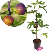 Ficus carica ‘Grise de tarascon’ Vijgenboom, 2 liter pot