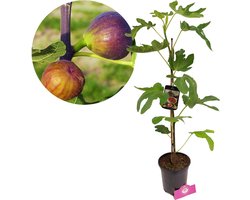 Ficus carica ‘Grise de Tarascon’, Vijgenboom, Hoogte 60cm, 2 liter pot