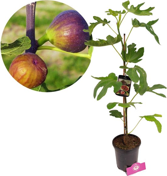 Vijgenboom met twee rijpe, paarsrode vijgen aan een tak, en een jonge vijgenboom in pot met label.