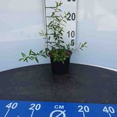 3 stuks | Spiraea cinerea 'Grefsheim' C1.5 cm