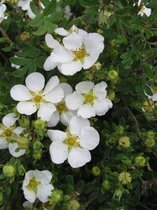 3 stuks | Potentilla fruticosa 'Abbotswood' C1.5 cm - Bladverliezend - Bloeiende plant - Geschikt als lage haag - Weinig onderhoud