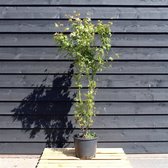 1 stuk(s) | Acer palmatum C12 125-150 cm