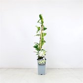 3 stuks | Trachelospermum jasminoides C2 60-70 cm