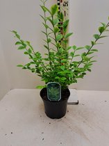 Ligustrum ovalifolium 'Aureum' C2 30-40 cm - Bladverliezend - Geschikt voor tuinen aan zee - Kleinbladig - Populair bij vogels - Semi-bladhoudend