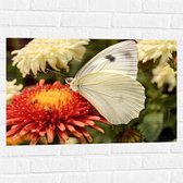 Muursticker - Bloem - Vlinder - Dier - Kleuren - 75x50 cm Foto op Muursticker