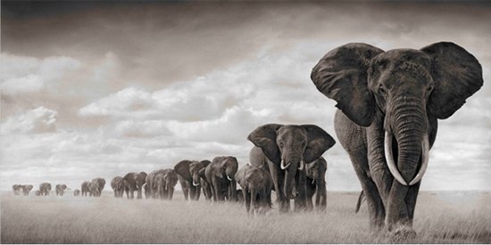 Allernieuwste peinture sur toile .nl® * Troupeau d'éléphants dans la savane * - Art sur votre mur - Zwart et Wit - 40 x 80 cm
