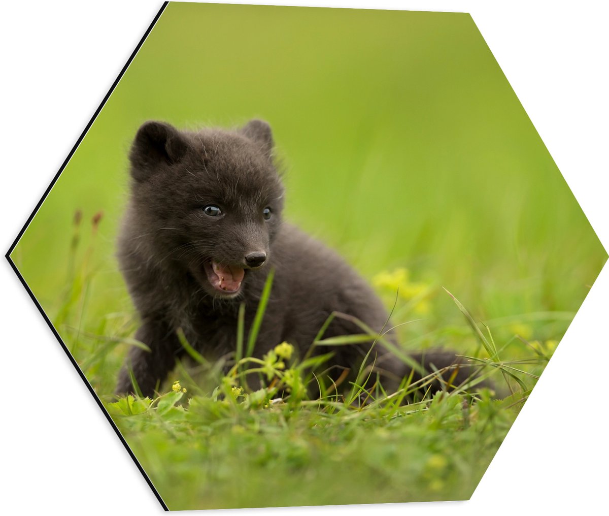 Dibond Hexagon - Zwarte Baby Vos in het Gras - 50x43.5 cm Foto op Hexagon (Met Ophangsysteem)