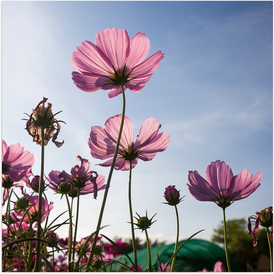 Poster (Mat) - Cosmea bloemen in een bloemenveld met heldere blauwe lucht - 50x50 cm Foto op Posterpapier met een Matte look