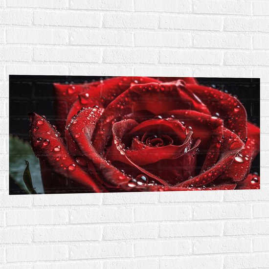 Muursticker - Grote Rode Roos met Waterdruppels erop - Bloemen - 100x50 cm Foto op Muursticker