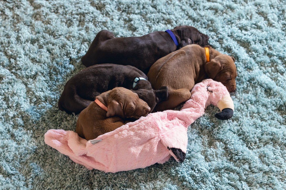 Beeztees Puppy Flatino Flamingo - Zacht knuffeltoyspeelgoed thumbnail 2