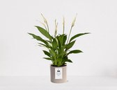 Spathiphyllum kamerplant in sierpot Very Potter 'Potverdorie bedankt zeg' - Beige - Luchtzuiverende Lepelplant - 35-50cm - Ø13 - Met keramieken bloempot - vers uit de kwekerij - uniek cadeau