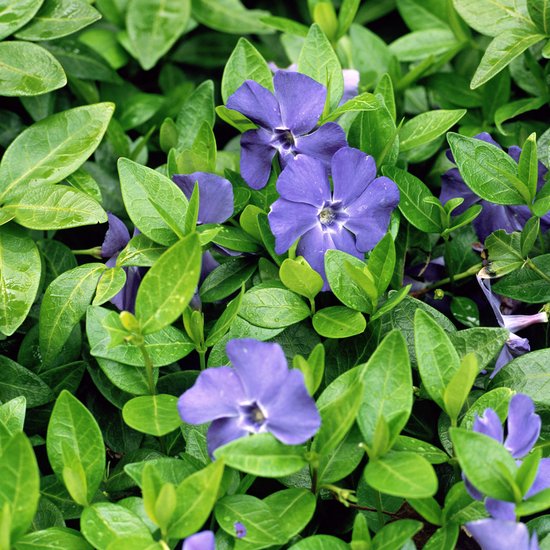 6-x-vinca-minor-blauwe-maagdenpalm-pot-9x9cm-een-robuuste