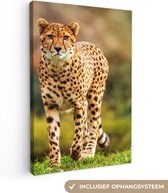 Canvas - Cheetah - Gras - Dieren - Interieur - 40x60 cm - Canvas doek - Schilderijen op canvas