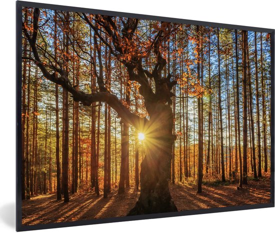 Photo encadrée - Rayons de soleil derrière cadre photo forêt d'automne noir sans passe partout 60x40 cm - Affiche encadrée (Décoration murale salon / chambre)