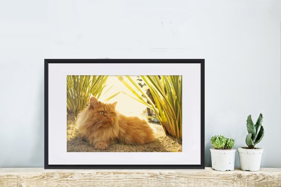Photo en cadre - Cadre photo Chat persan parmi les plantes noir avec passe-partout blanc 60x40 cm - Affiche sous cadre (Décoration murale salon / chambre)