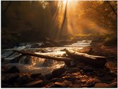 Poster Glanzend – Bossen - Bomen - Takken - Stenen - Zonlicht - 40x30 cm Foto op Posterpapier met Glanzende Afwerking