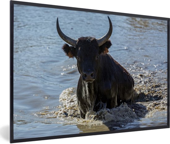 Photo encadrée - Un taureau sort de l'eau en Camargue cadre photo noir sans passe partout 60x40 cm - Affiche encadrée (Décoration murale salon / chambre)