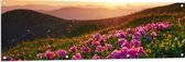 Tuinposter – Roze Bloemenveld boven aan de Berg bij Zonsondergang - 150x50 cm Foto op Tuinposter (wanddecoratie voor buiten en binnen)