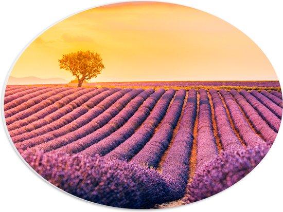 PVC Schuimplaat Ovaal - Kleine Boom in Mega Lavendelveld tijdens Zonsondergang - 40x30 cm Foto op Ovaal (Met Ophangsysteem)