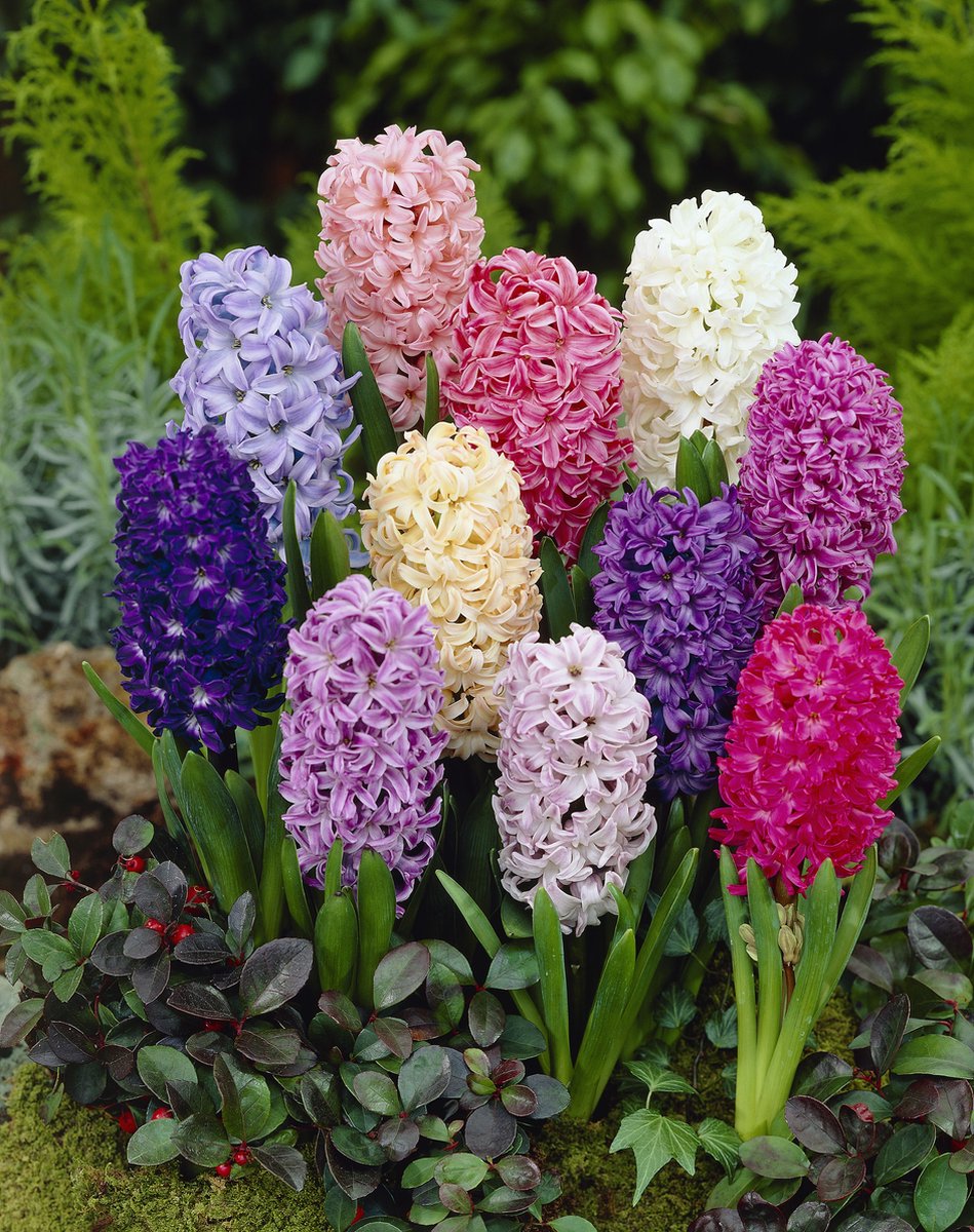Bulbs4you - Super Deal - Hyacint mix 10 stuks hyacintenbollen - hyacintenbloembollen gemengd