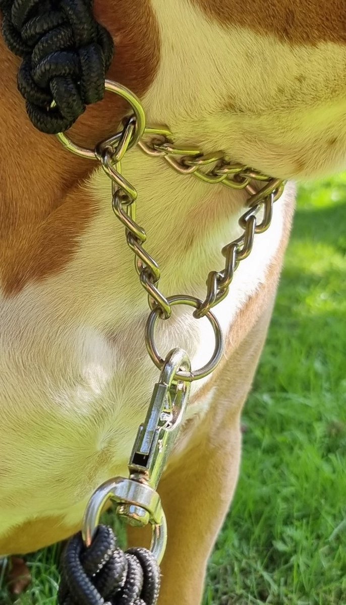 Hondenhalsband en riem set combo: verstelbare duurzame huisdierhalsband met hondenriem voor kleine middelgrote en grote honden, bevat een bonus van