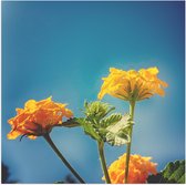 Poster Glanzend – Oranje en Gele Wisselbloemen voor Heldere Lucht Achtergrond - 50x50 cm Foto op Posterpapier met Glanzende Afwerking