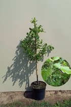 Jonge Spaanse Eikenboom | Quercus hispanica 'Diversifolia' | 60-80cm hoogte