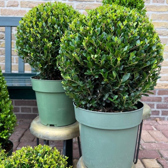 Plants by Frank | echte hulstplant in bolvorm | 2x Ilex crenata 'Jenny' bol in houten pot | set van 2 stuks | 20 cm diameter | buxusvervanger | Ilex
