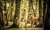 Fotobehang - Vlies Behang - Hert in het Bos - 208 x 146 cm