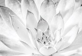 Fotobehang - Vlies Behang - Witte Waterlellie - 312 x 219 cm