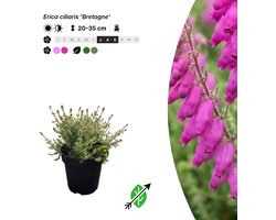 Singleplants - 20x Erica ciliaris 'Bretagne' - Pot P9,5 - bodembedekker - winterhard tot -10°C