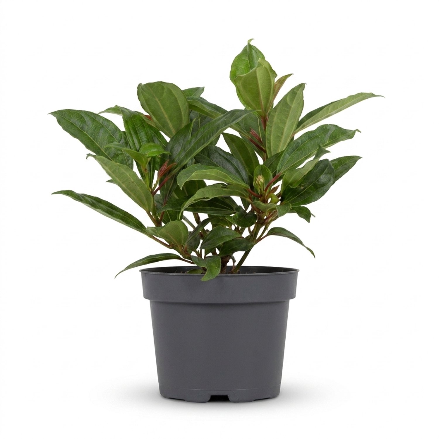 Bloomique - Viburnum Davidii - Sneeuwbal - Bodembedekker - Tuinplanten - Winterhard - Groenblijvend - Ook voor schaduw - Hoogte 25-30 cm - Pot 17 cm