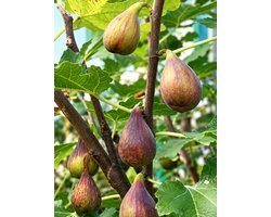 Vijg 'Perretta' - Ficus gustissimo® 'Perrata' | STRUIK C