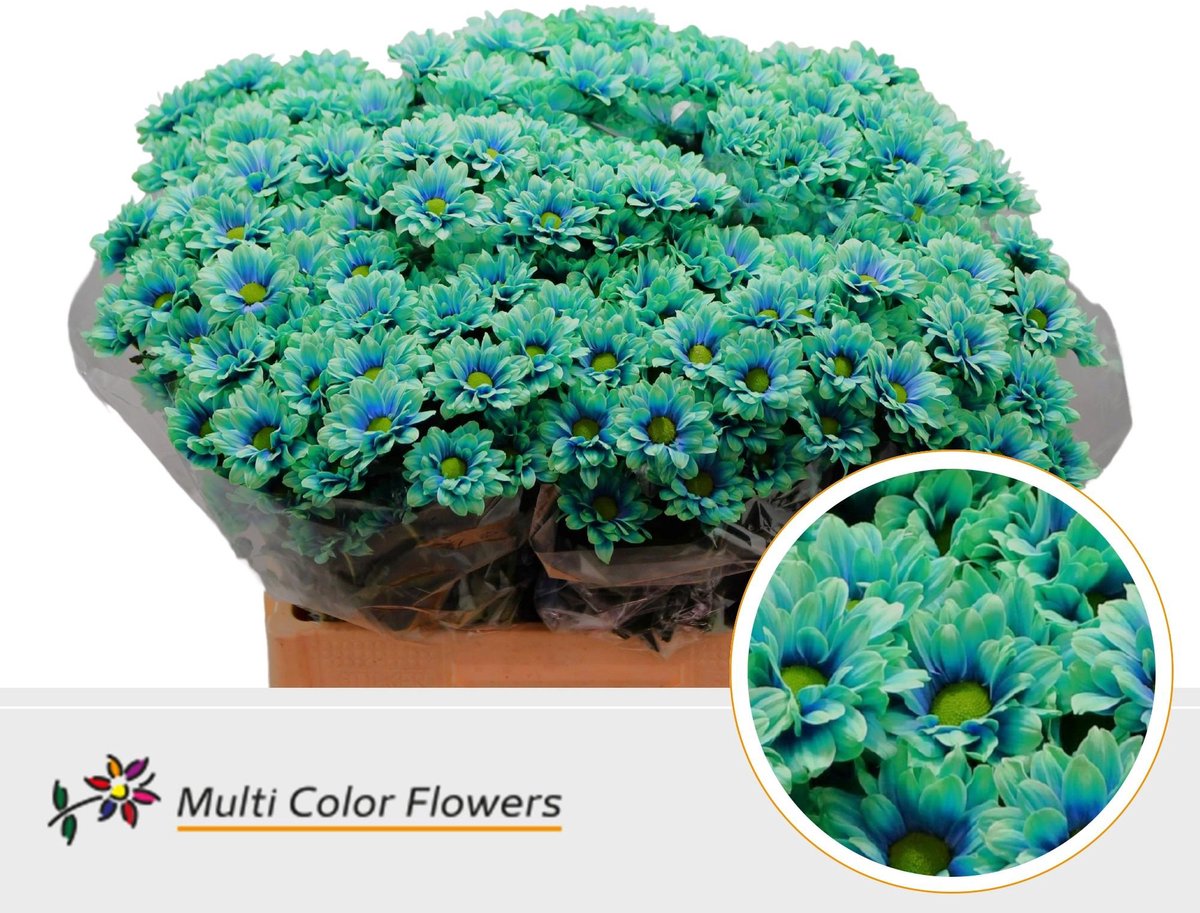 10x Chrysant overig 60cm