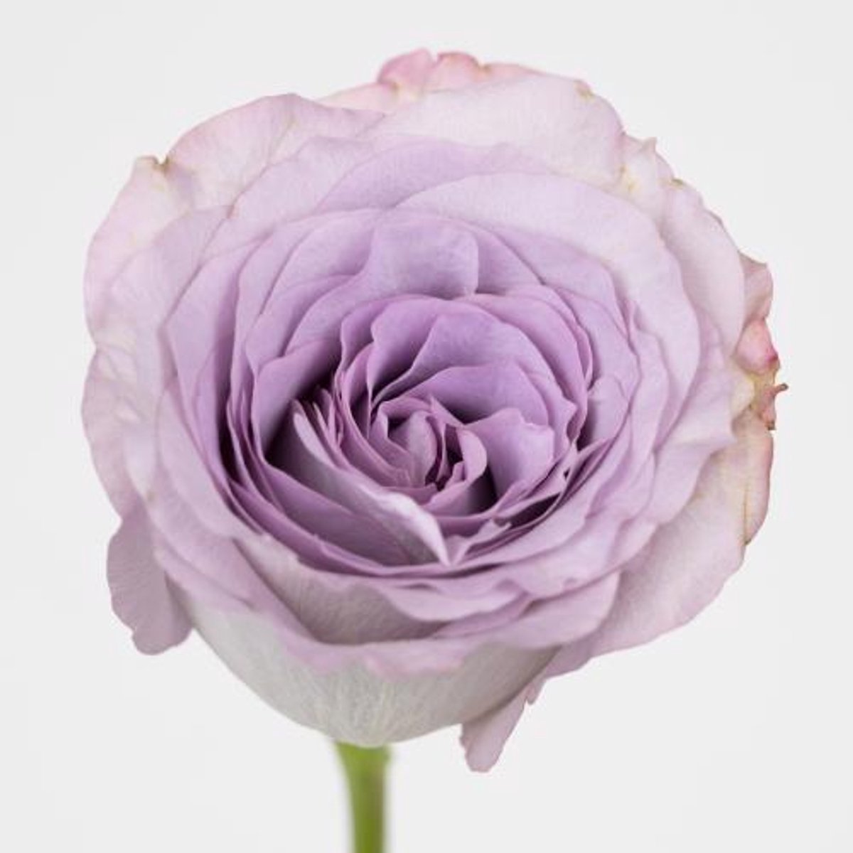10x Rosa glamorous+ 50cm